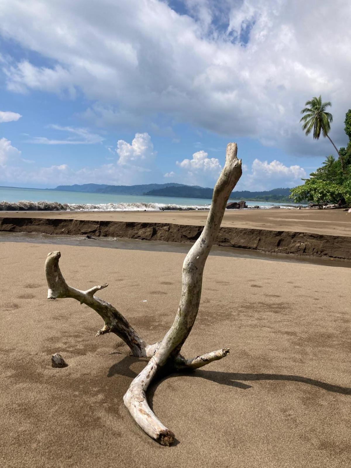 Corcovado & Drake Inn Drake Bay Ngoại thất bức ảnh