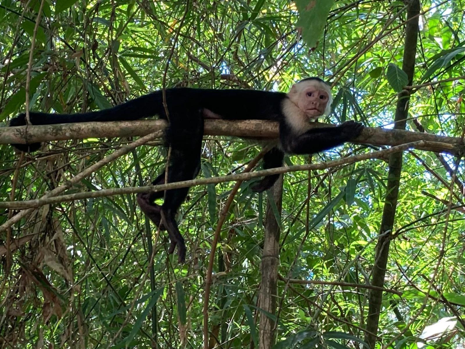 Corcovado & Drake Inn Drake Bay Ngoại thất bức ảnh