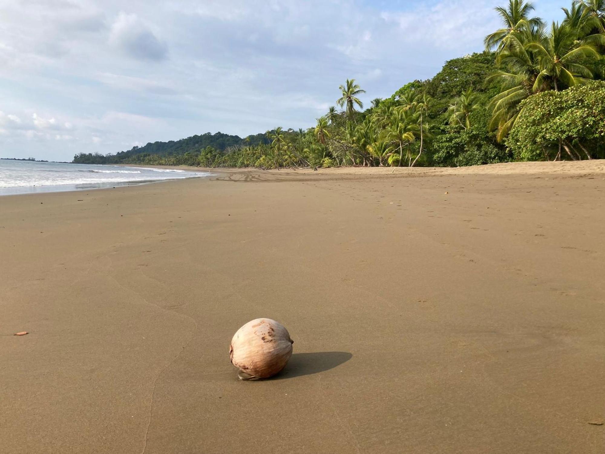 Corcovado & Drake Inn Drake Bay Ngoại thất bức ảnh