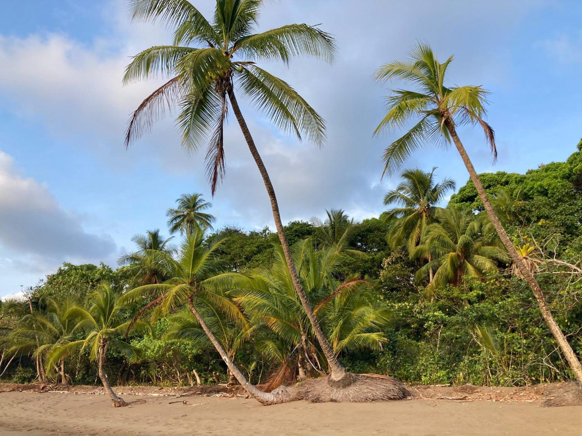 Corcovado & Drake Inn Drake Bay Ngoại thất bức ảnh